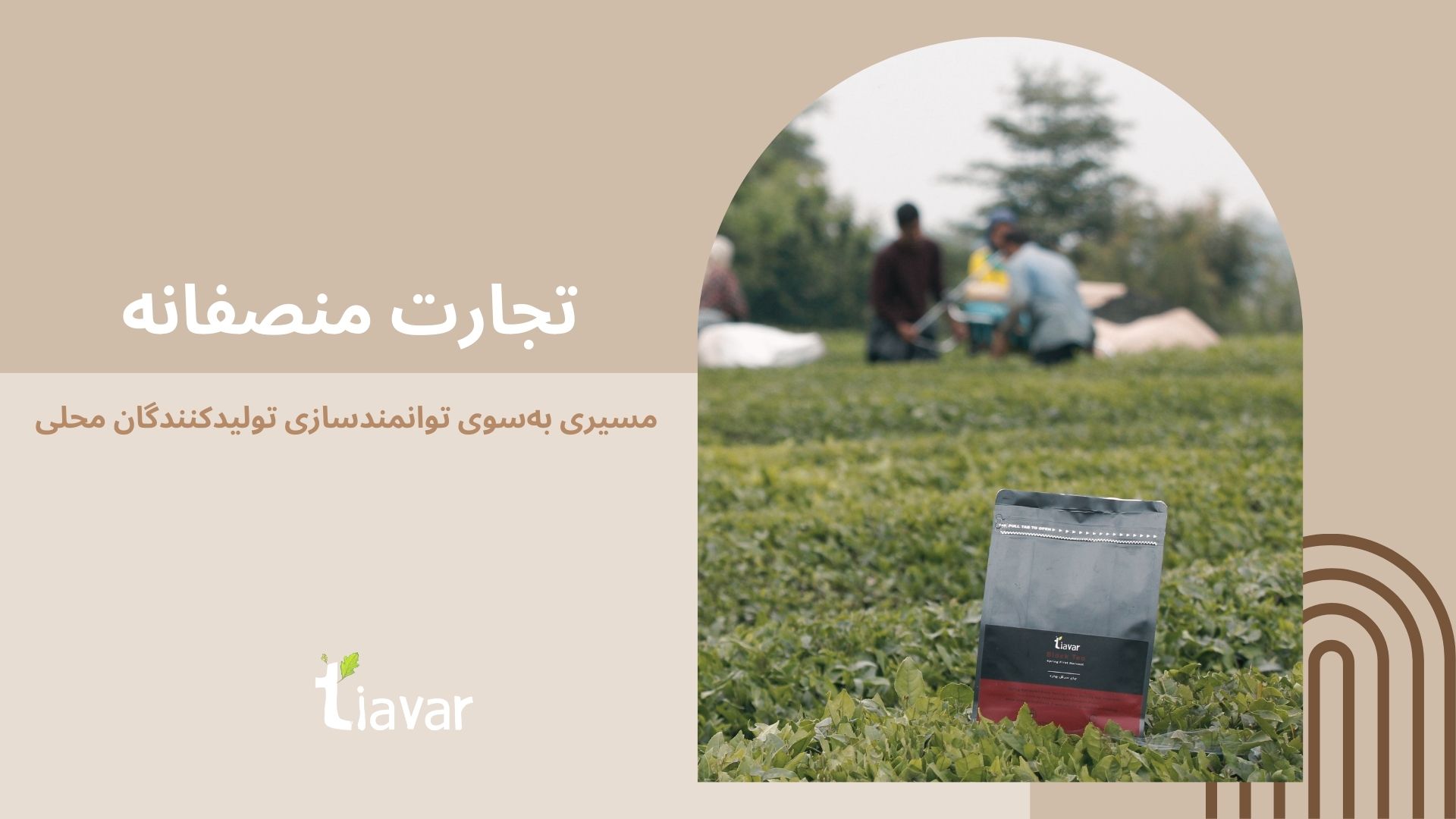 چای تیاور مستقیم از باغ 