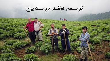 بررسی قیمت چای سرگل بهاره در ده سال گذشته در استان گیلان