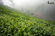 باغ چای، چای بهاره