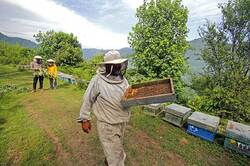 عسل طبیعی تیاور از کجا تامین میشه؟