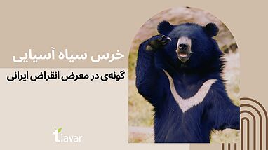 باغبان شب؛ خرس سیاه آسیایی، گونه‌ی در معرض انقراض ایرانی