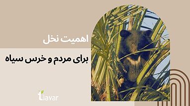 اهمیت نخل برای مردم و خرس سیاه در ایران 